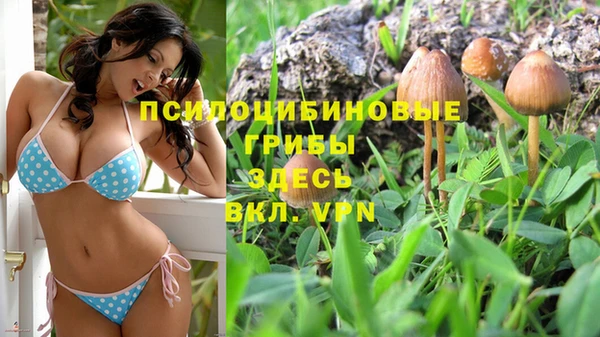 прущие грибы Богородицк